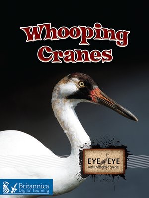 cover image of Whooping Cranes